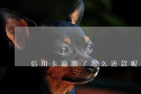 信用卡逾期了怎么还款呢
