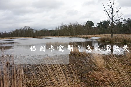 信用卡逾期了怎么还款最合适 信用卡逾期了怎么还款最合适