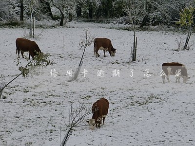 信用卡逾期了怎么退 信用卡逾期了怎么退