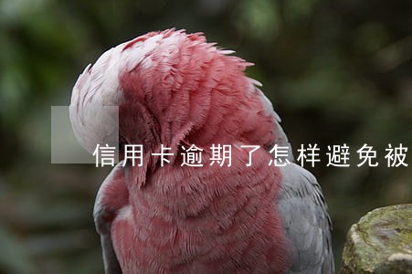 信用卡逾期了怎样避免被起诉 信用卡逾期了怎样避免被起诉