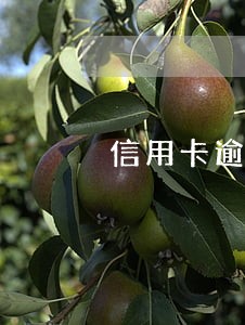信用卡逾期了想借钱还掉