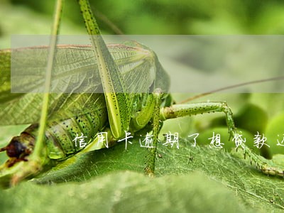 信用卡逾期了想贷款还信用卡