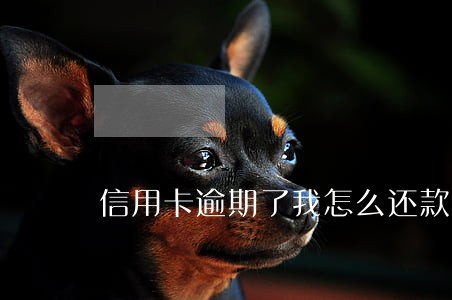 信用卡逾期了我怎么还款 信用卡逾期了我怎么还款