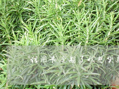 信用卡逾期了我想贷款 信用卡逾期了我想贷款