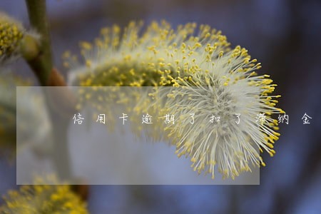 信用卡逾期了扣了滞纳金