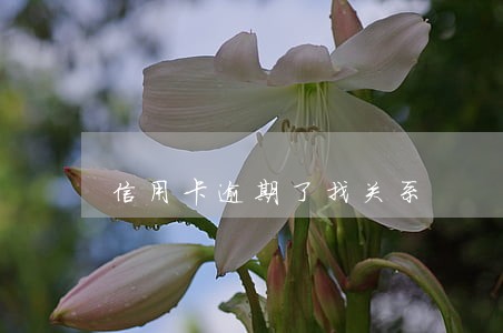 信用卡逾期了找关系