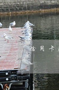 信用卡逾期了拉征信可以吗