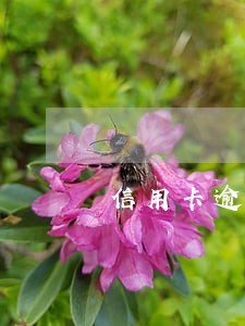 信用卡逾期了搞不了分期付款 信用卡逾期了搞不了分期付款