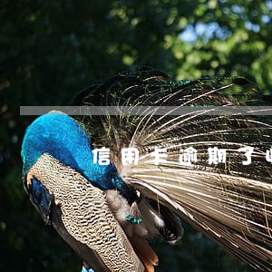 信用卡逾期了收到拘留信息真的吗 信用卡逾期了收到拘留信息真的吗