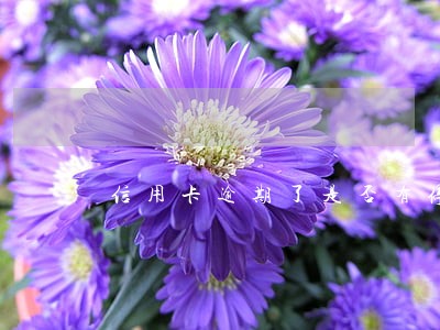 信用卡逾期了是否有停息挂帐