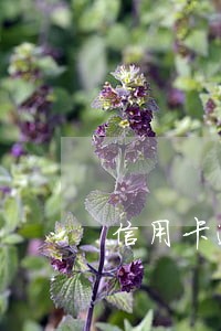 信用卡逾期了有人来催款 信用卡逾期了有人来催款