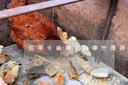 信用卡逾期了有哪些费用 信用卡逾期了有哪些费用