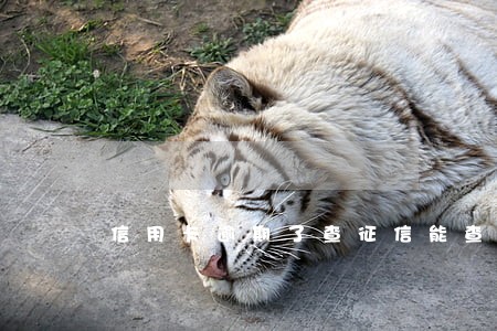 信用卡逾期了查征信能查到吗