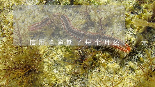 信用卡逾期了每个月还10元 信用卡逾期了每个月还10元