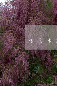 信用卡逾期了每个月还不起了