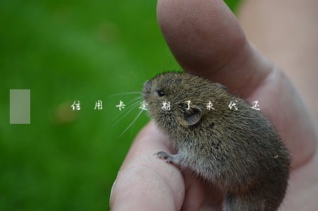 信用卡逾期了求代还 信用卡逾期了求代还