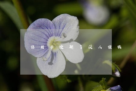 信用卡逾期了没人催收