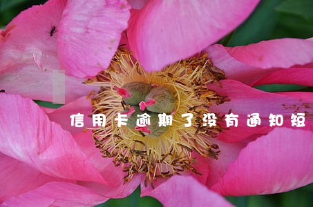 信用卡逾期了没有通知短信吗 信用卡逾期了没有通知短信吗