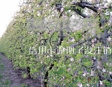 信用卡逾期了没注销怎么办 信用卡逾期了没注销怎么办