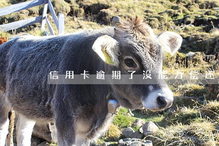 信用卡逾期了没能力偿还 信用卡逾期了没能力偿还