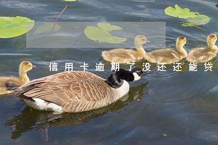 信用卡逾期了没还还能贷款吗 信用卡逾期了没还还能贷款吗