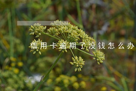 信用卡逾期了没钱怎么办 信用卡逾期了没钱怎么办