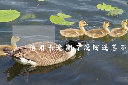 信用卡逾期了没钱还算不算老赖 信用卡逾期了没钱还算不算老赖