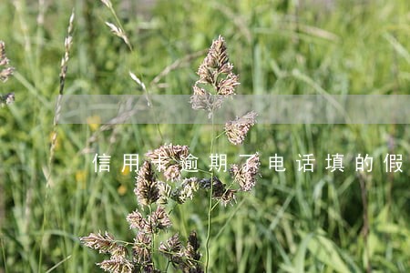 信用卡逾期了电话填的假的 信用卡逾期了电话填的假的