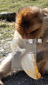 信用卡逾期了真的会被起诉吗 信用卡逾期了真的会被起诉吗