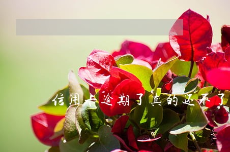 信用卡逾期了真的还不了