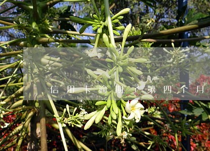 信用卡逾期了第四个月 信用卡逾期了第四个月