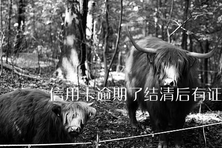 信用卡逾期了结清后有证明吗 信用卡逾期了结清后有证明吗