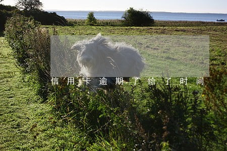 信用卡逾期了给了时间