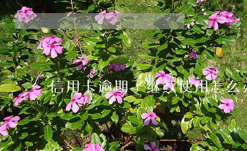 信用卡逾期了继续使用怎么办 信用卡逾期了继续使用怎么办