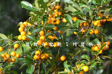 信用卡逾期了网贷做不了怎么办 信用卡逾期了网贷做不了怎么办