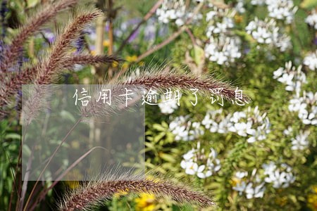 信用卡逾期了罚息 信用卡逾期了罚息