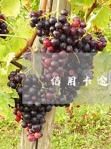 信用卡逾期了老板怎么办