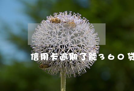 信用卡逾期了能360贷款吗 信用卡逾期了能360贷款吗