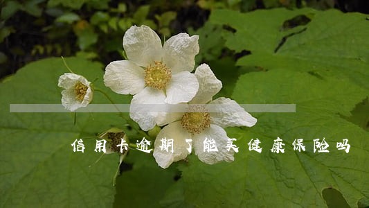 信用卡逾期了能买健康保险吗 信用卡逾期了能买健康保险吗