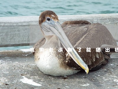 信用卡逾期了能借出钱来吗 信用卡逾期了能借出钱来吗