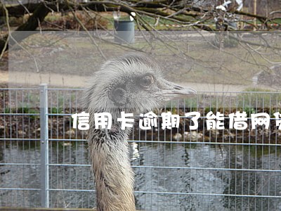 信用卡逾期了能借网贷还吗 信用卡逾期了能借网贷还吗