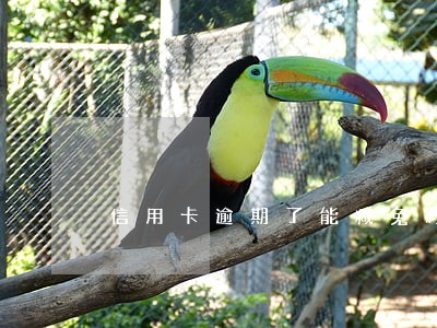 信用卡逾期了能减免吗