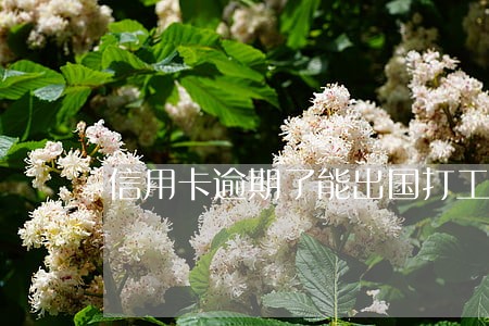 信用卡逾期了能出国打工吗 信用卡逾期了能出国打工吗