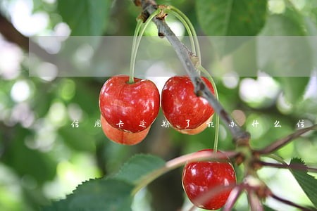 信用卡逾期了能办什么信用卡吗 信用卡逾期了能办什么信用卡吗