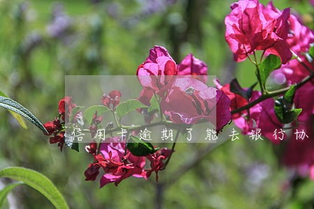 信用卡逾期了能去银行协商吗