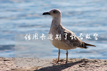 信用卡逾期了能否报警 信用卡逾期了能否报警