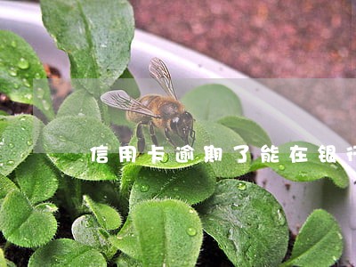 信用卡逾期了能在银行贷款吗