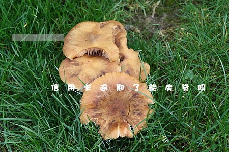 信用卡逾期了能房贷吗 信用卡逾期了能房贷吗