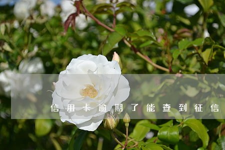 信用卡逾期了能查到征信吗