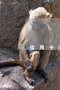 信用卡逾期了能用钉钉吗 信用卡逾期了能用钉钉吗